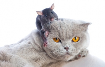 5 Cách đuổi chuột ra khỏi nhà bằng phương pháp dân gian hiệu quả 5 Cách đuổi chuột ra khỏi nhà bằng phương pháp dân gian hiệu quả